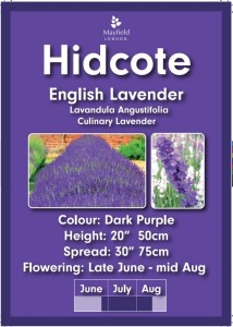 Hidcote Planter £15.95 2 For £30